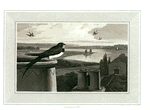 Swallow.