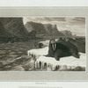 Walrus.