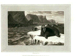 Walrus.