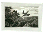 Pigeon.