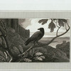 Raven.