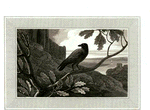 Raven.