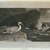 Gannet.