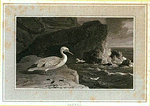 Gannet.