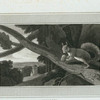 Squirrel.