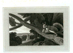 Squirrel.