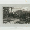 Elk.