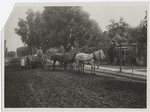 Rolling down reworked material before applying seal coat of asphalt. Whittier, Calif. (View no. 4)