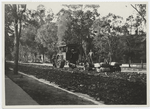 W. Adams St., Los Angeles, Calif. City outfit repairing oiled dirt & gravel street. Monarch 15 T. Roller. Petrolithic Gang Rooter.