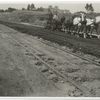 Repair of oil dirt road. Fair Oaks Street, So. Pasadena, Cal.  Regrading material in roadway, 1912.