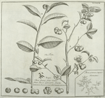 A branch of the Tea-shrub.