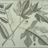 A branch of the true Paper-tree, with the fruit (a) ; A branch of the spurious Paper-tree.