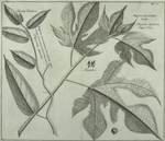 A branch of the true Paper-tree, with the fruit (a) ; A branch of the spurious Paper-tree.