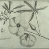 Oreni, a beautiful Alcea, the infusion of the root whereof is of use in the Paper-manufactures of the Japanese.