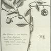 Sanekadsura, a shrub, the infusion of the leaves whereof is used by some instead of the infusion of the Oreni root.