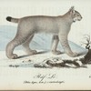 Räf-lo. (Felis Lynx, Lin.) i vinterdrägt.