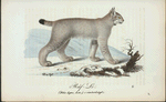 Räf-lo. (Felis Lynx, Lin.) i vinterdrägt.
