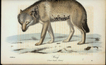 Warg. (Canis Lupus, Inn.).