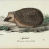 Fgelkott. (Erinaceus europaeus. linn.).