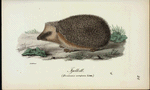 Fgelkott. (Erinaceus europaeus. linn.).