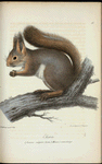 Ekorre. (Sciurus  vulgaris linn.) Hamme i vinterdrägt.