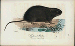 Watten=ratta. (Lemmus amphilius.).