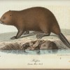 Bäfver. (Castor fiver linn.).