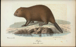 Bäfver. (Castor fiver linn.).
