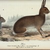 Hare. (Lepus vorealis.) Fig. 1. Hona i ren sommardrägt. Fig. 2. Honne om höstem.