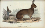 Hare. (Lepus vorealis.) Fig. 1. Hona i ren sommardrägt. Fig. 2. Honne om höstem.