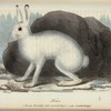 Hare. (Lepus vorealis seu variabilis.) i ren vintertdrägt;