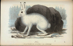 Hare. (Lepus vorealis seu variabilis.) i ren vintertdrägt;