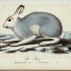 Mo=hare. (Lepus borealis, variet.) i winterdrägt.