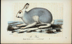 Mo=hare. (Lepus borealis, variet.) i winterdrägt.