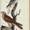 Kärrhök med halskrage. (Falco stringiceps.).
