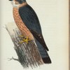 Sten-Falken. (Falco lithofalco.) Gammal hane.