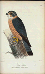 Sten-Falken. (Falco lithofalco.) Gammal hane.