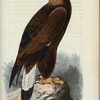 Landt-orn. (Falco chrysaëtos lin.)