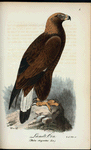 Landt-orn. (Falco chrysaëtos lin.)