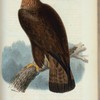 Gull-Önn (Falco chrysaëtos lin.)
