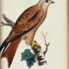Glada (Falco milvus linn.) Hanne.