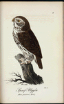 Sparf=Uggla (Strix passerina, lin.).