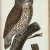 Lapp=Uggla (Strix lapponica sparrm.).