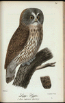 Lapp=Uggla (Strix lapponica sparrm.).