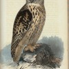 Berg-Uf. (Strix bubo linn.).