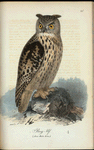 Berg-Uf. (Strix bubo linn.).