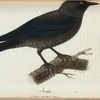 Kaja. (Corvus monedula linn.).
