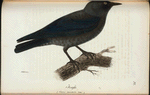 Kaja. (Corvus monedula linn.).