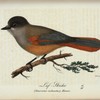Laf-Skrika. (Garrulus infaustus.).