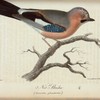Nöt-skrika. (Garrulus glandarius.).